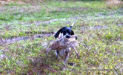 de landa gori - D'JORI DE LANDA GORI...Chasse !!