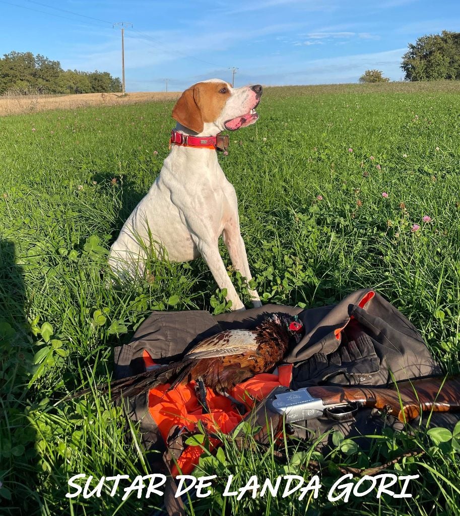 de landa gori - SUTAR DE LANDA GORI ;Chasse dans le DOUBS !