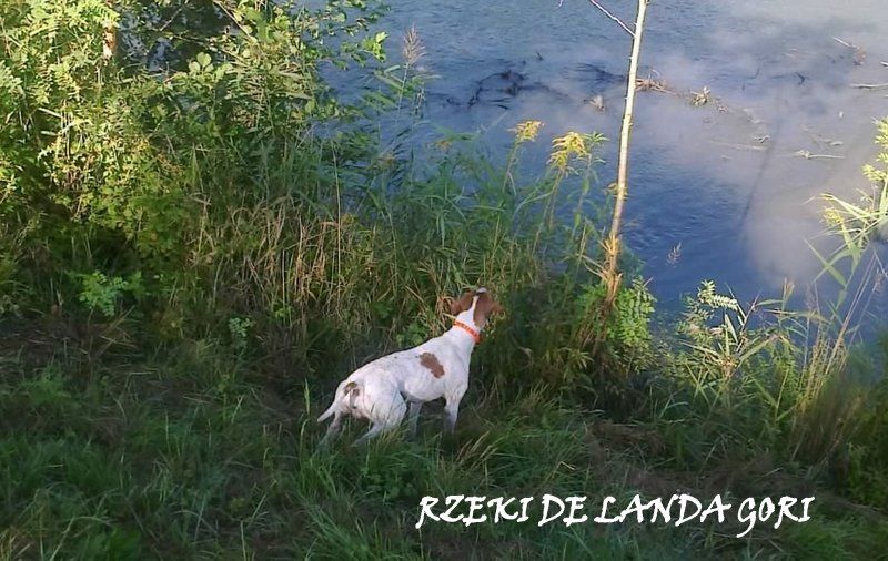 de landa gori - RZEKI DE LANDA GORI :Chasse bécassines  SAVOIE !