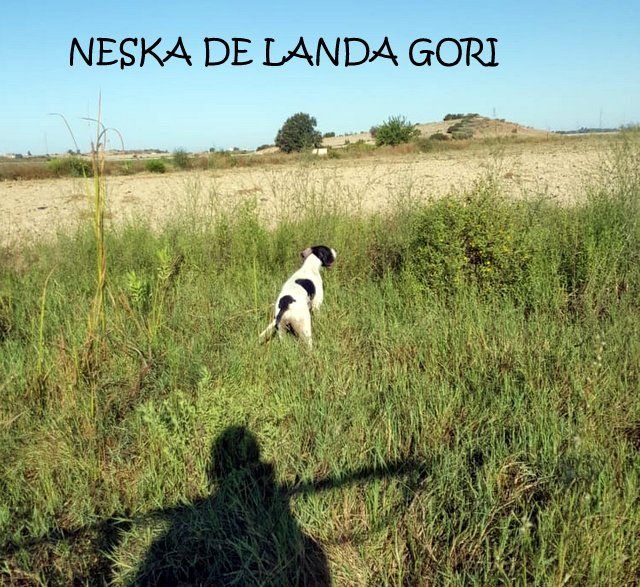 de landa gori - NESKA DE LANDA GORI ; Chasse la caille en TURQUIE !