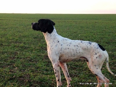 de landa gori - IPAR et HURKO  DE LANDA GORI..Chasse , Training !!