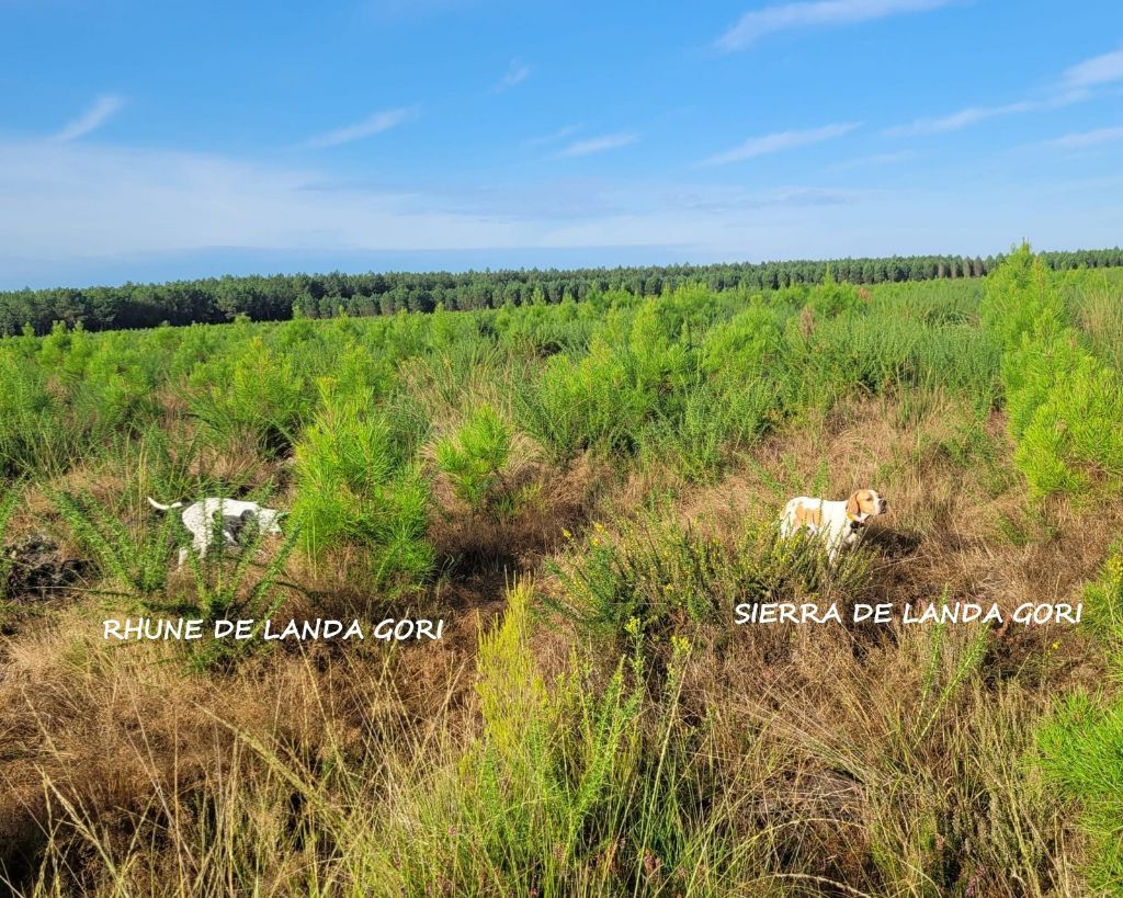 de landa gori - RHUNE et SIERRA DE LANDA GORI :Chasse la caille LANDES !