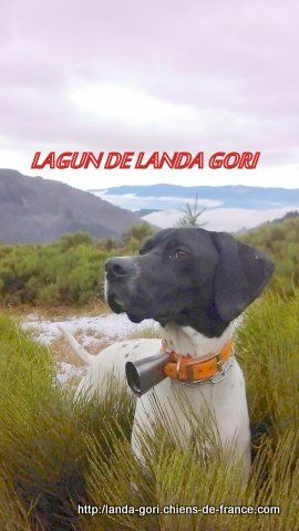 de landa gori - LAGUN DE LANDA GORI...Chasse à la bécasse !!!