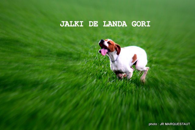 de landa gori - JALKI DE LANDA GORI...Training perdrix grises du Nord !!!