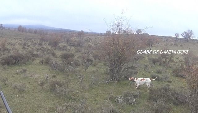 de landa gori - OLABE DE LANDA GORI ;Chasse compagnie perdraux rouges ESPAGNE !