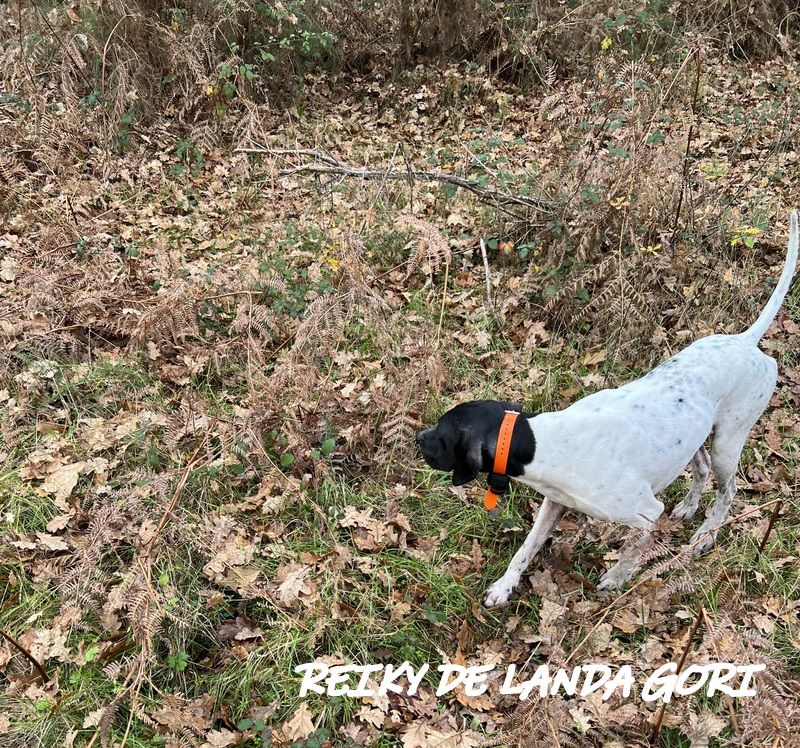 de landa gori - REIKY DE LANDA GORI :Chasse la bécasse HAUTES LANDES !