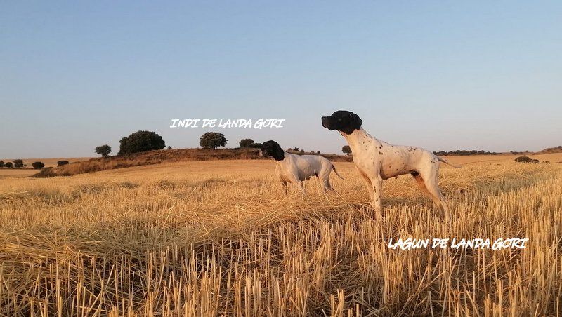 de landa gori - INDI et LAGUN DE LANDA GORI Chasse la caille en Espagne !