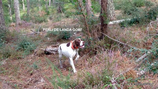 de landa gori - FERLI DE LANDA GORI : Chasse aux faisans !!!