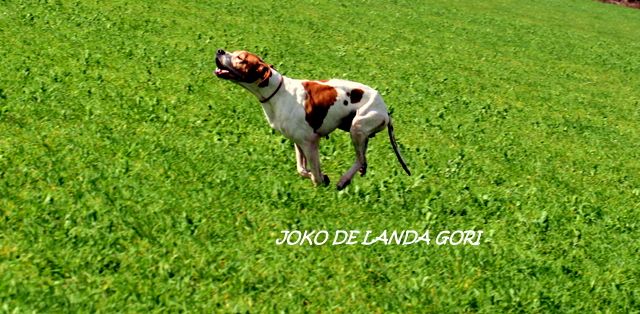 de landa gori - JOKO DE LANDA GORI :Entraînement Printemps !