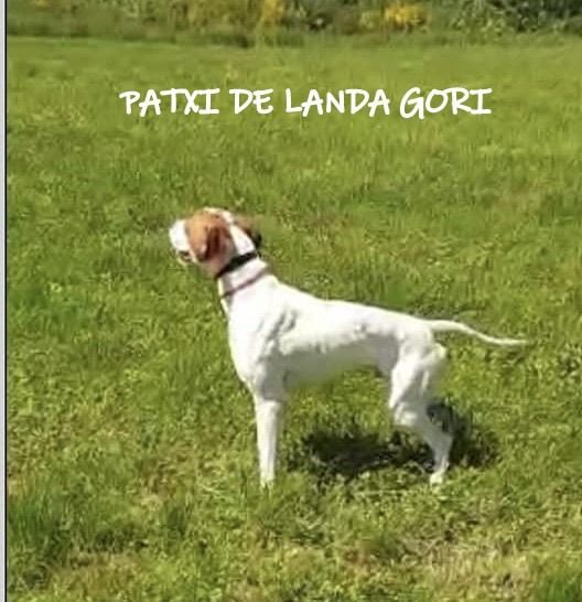 de landa gori - PATXI DE LANDA GORI :Entrainement avec Yenay !