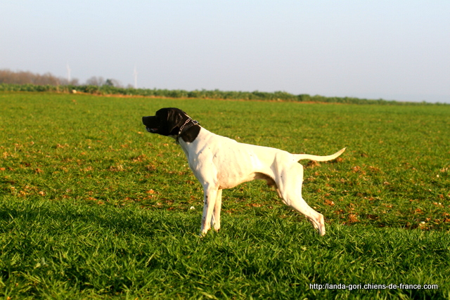 de landa gori - HEGO DE LANDA GORI ...Training perdreaux !