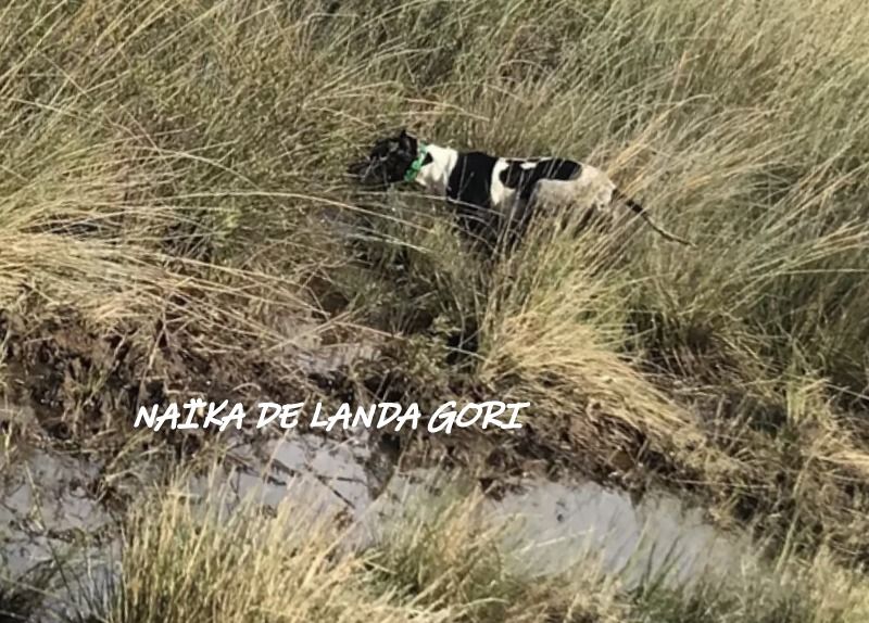 de landa gori - NAÏKA DE LANDA GORI :Chasse Bécasse becassinne GIRONDE !