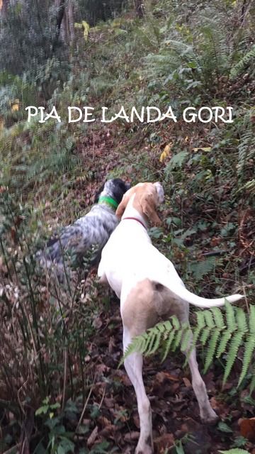 de landa gori - PANTXA DE LANDA GORI dîte PIA 9mois Chasse bécasse Montagnes pyrenées 