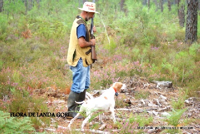 de landa gori - FLORA DE LANDA GORI...Chasse à la caille !!