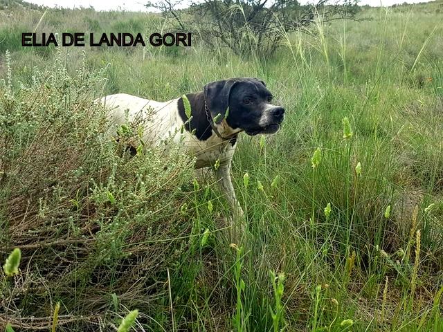 de landa gori - ELIA DE LANDA GORI . Entraînement !