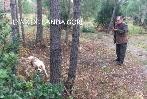 de landa gori - LYNX DE LANDA GORI .Chasse haute LANDES ..!