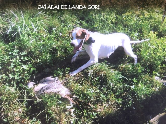 de landa gori - JAI ALAI DE LANDA GORI ;Chasse le faisan HAUTE SAVOIE !