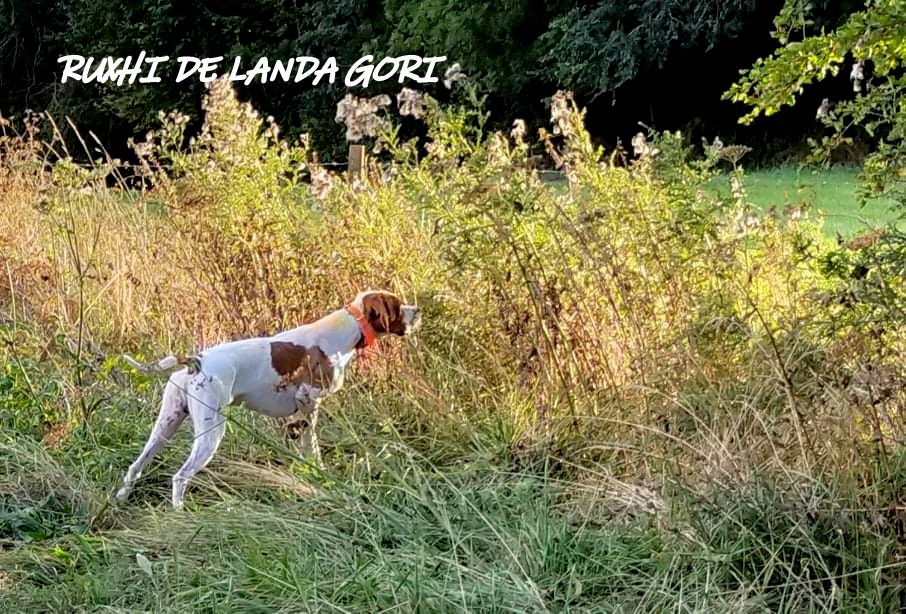 de landa gori - RUXHI DE LANDA GORI ;Entraînement NORD !