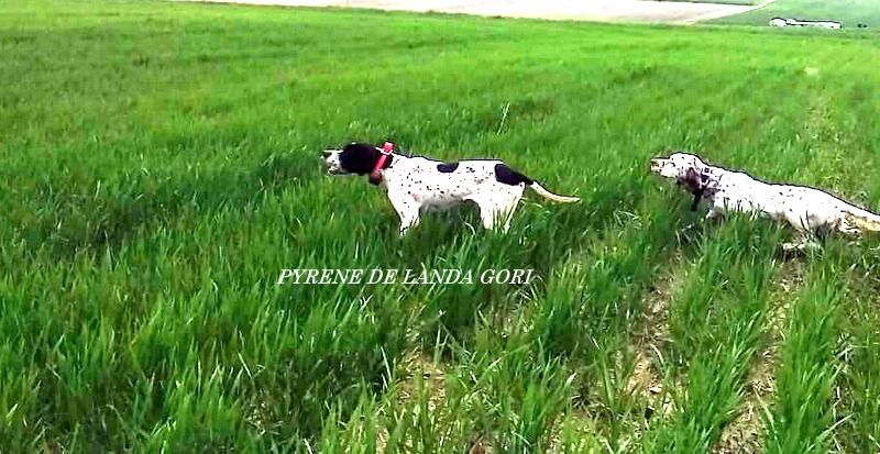 de landa gori - PYRENE DE LANDA GORI ; Entraînement SERBIE !!