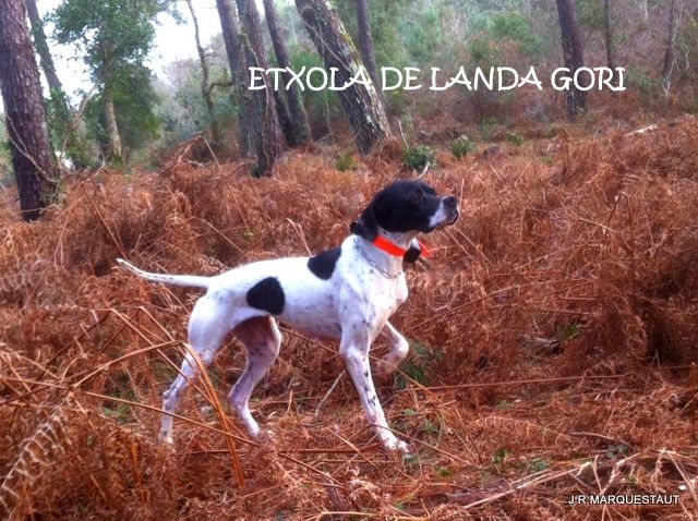 de landa gori - ETXOLA DE LANDA GORI ,Chasse à la bécasse..!