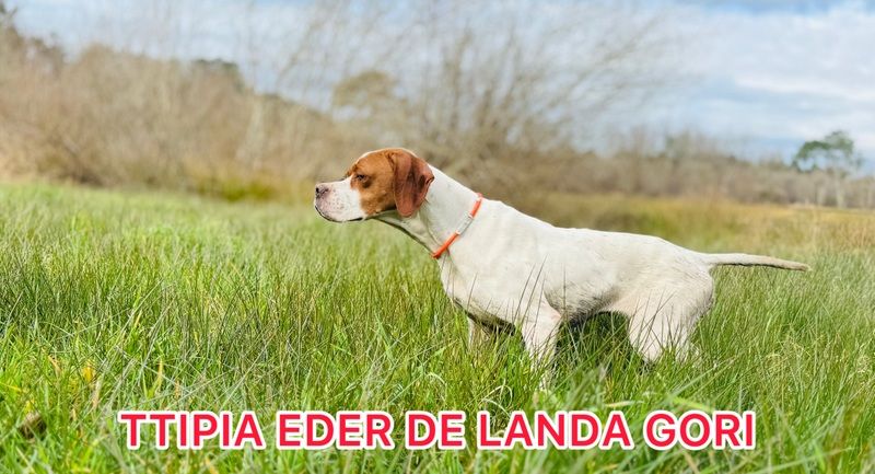 TTIPIA EDER DE LANDA GORI/Entraînement/Bécassines