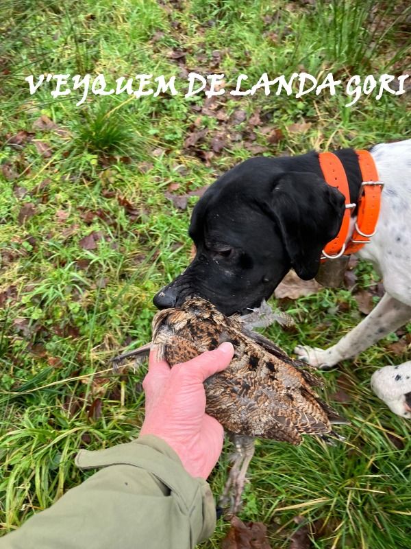 de landa gori - V EYQUEM DE LANDA GORI/Chasse la bécasse/NORD PAS DE CALAIS