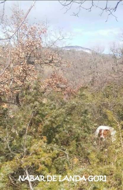 de landa gori - NABAR DE LANDA GORI :Entraînement MONTAGNE BASQUES !