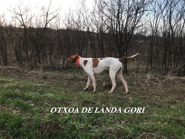 de landa gori - OTXOA DE LANDA GORI ;Entraînement SERBIE