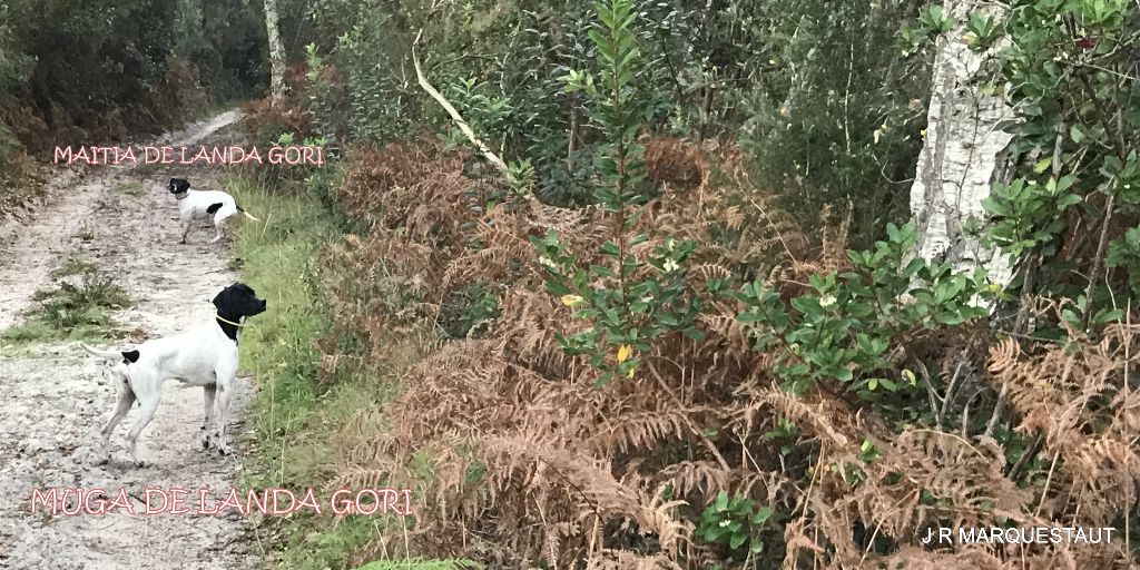 de landa gori - MAÏTIA et MUGA DE LANDA GORI . Chasse aux perdreaux !!!