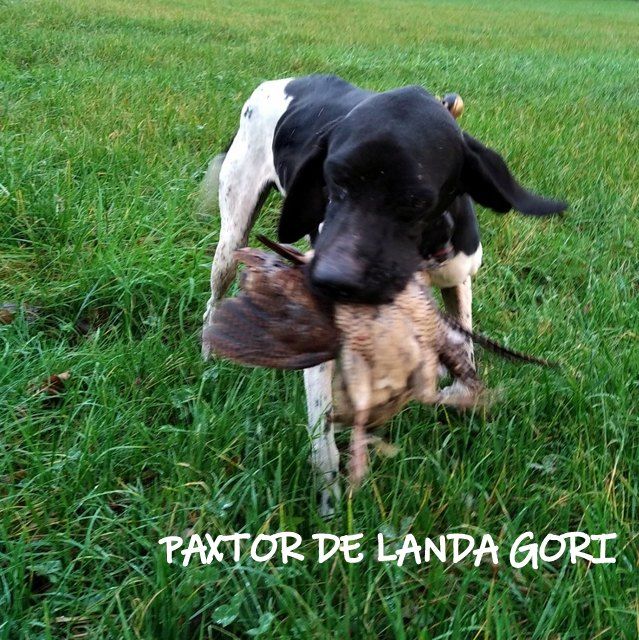 de landa gori - PAXTOR DE LANDA GORI ;Chasse la bécasse LANDES !