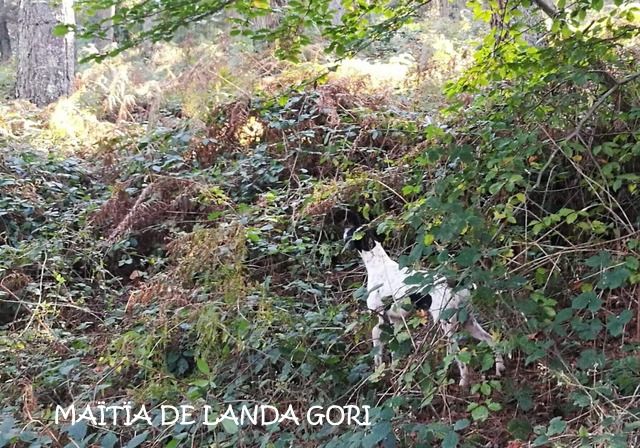 de landa gori - MAÏTÏA DE LANDA GORI :Chasse la bécasse ..!