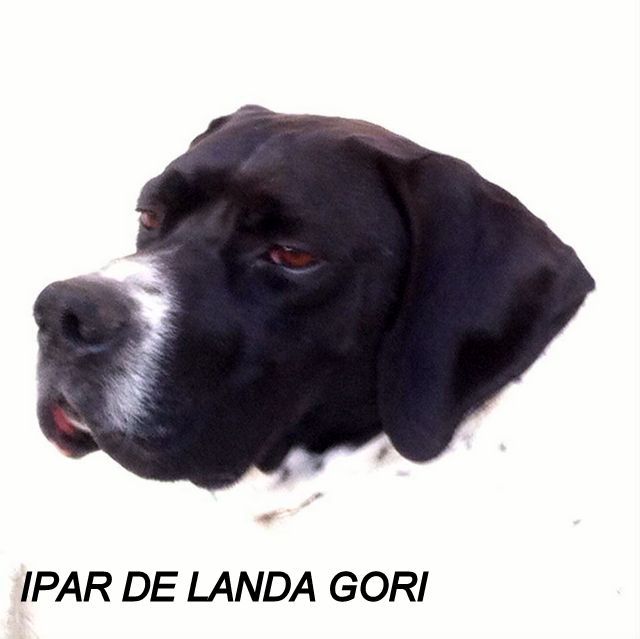 de landa gori - IPAR DE LANDA GORI...