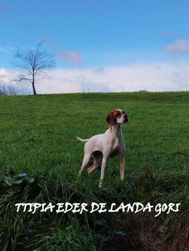 de landa gori - TTIPIA EDER DE LANDA GORI /Chasse bécasse /perdreaux Montagne Pyrenée 