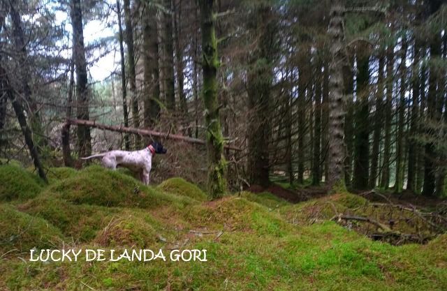 de landa gori - LUCKY DE LANDA GORI . Chasse la bécasse en IRLANDE