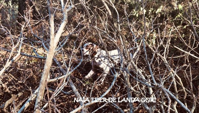 de landa gori - NAÏA EDER DE LANDA GORI ;Chasse la bécasse LANDES !