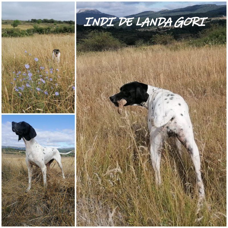 de landa gori - INDI DE LANDA GORI ouverture chasse a la caille Espagne !