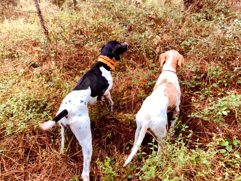 de landa gori - JOKO ET PAXTOR DE LANDA GORI :Chasse bécasses LANDES !