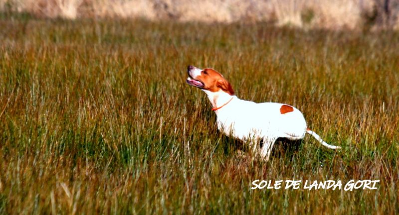 de landa gori - SOLE DE LANDA GORI :Entraînement perdreaux !