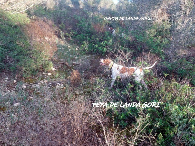 de landa gori - PEPA et ONDOA DE LANDA GORI ;Chasse la perdrix rouge Iles Baleares 