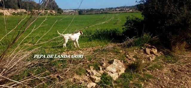 de landa gori - PEPA DE LANDA GORI Entraînement perdreaux BALEARE !