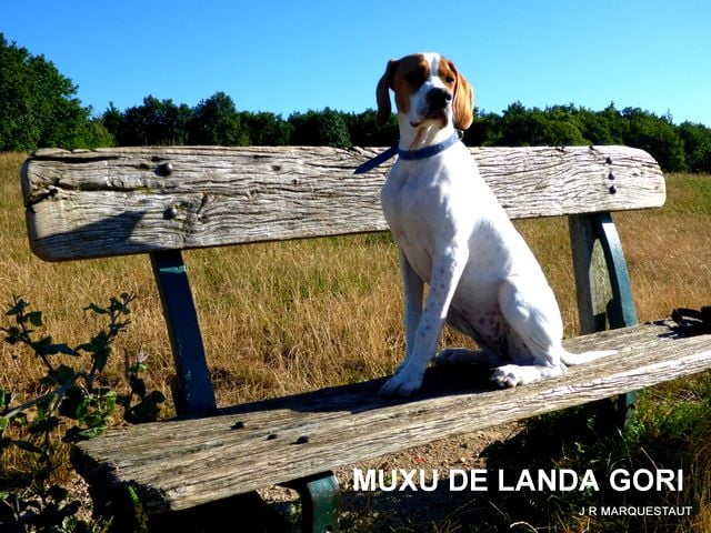 de landa gori - MUXU DE LANDA GORI....Promenade en Montagne !!!