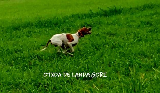 de landa gori - OTXOA DE LANDA GORI : LOMBARDIE !