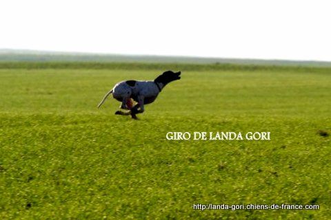 de landa gori - GIRO DE LANDA GORI...Sélection Championnat EUROPE GRANDE QUÊTE !!!