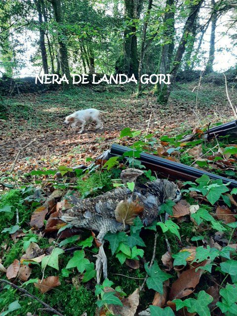 de landa gori - NEREA DE LANDA GORI chasse bécasse BRETAGNE !