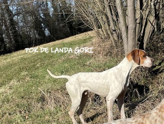 de landa gori - POK DE LANDA GORI ;Chasse la bécasse NIEVRE !