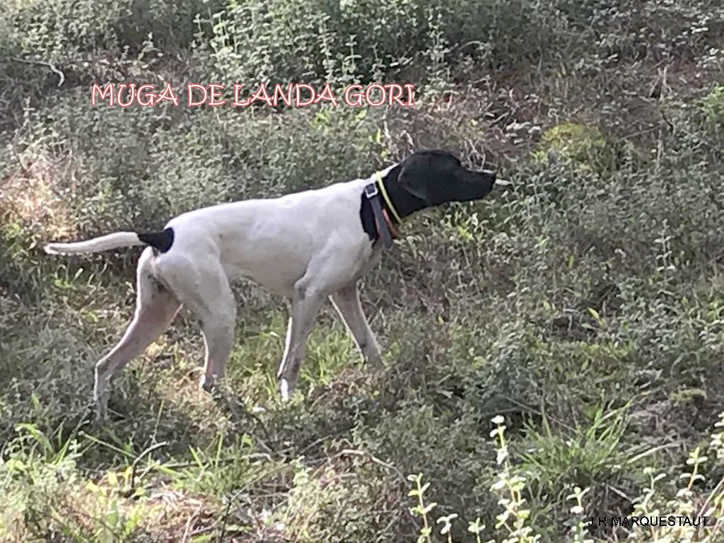 de landa gori - MUGA DE LANDA GORI ..Chasse aux perdreaux !!! L'arrêt !!