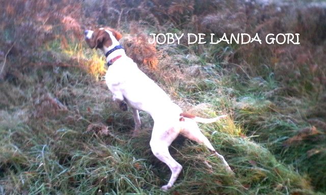 de landa gori - JOBY DE LANDA GORI . Chasse la bécasse dans les LANDES ..!