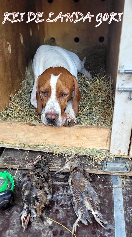 de landa gori - REI DE LANDA GORI :Chasse la bécasse DOUBS !