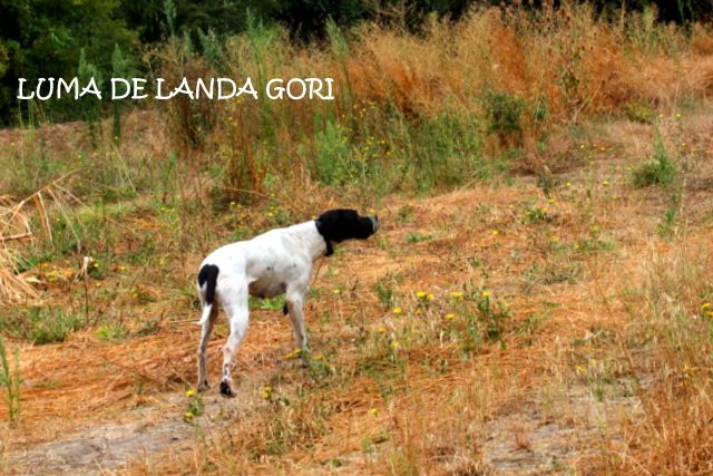 de landa gori - LUMA DE LANDA GORI .Entraînement sur compagnie de "rouges"