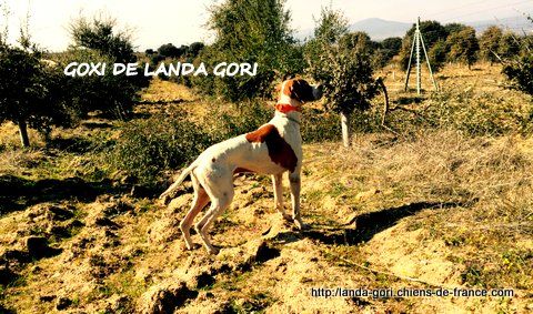 de landa gori - GOXI DE LANDA GORI..Training !!